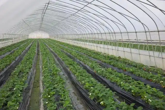 有着"草莓之乡"美誉的青浦白鹤镇,今年种植的6100多亩草莓陆续进入