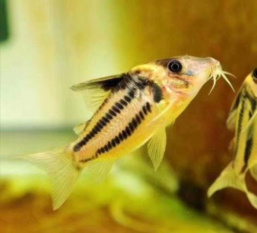 超级二线鼠稀缺品种鱼南美野生热带鱼观赏鱼底层工具鱼淡水活体鱼