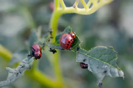 科罗拉多马铃薯甲虫幼虫吃马铃薯幼叶照片