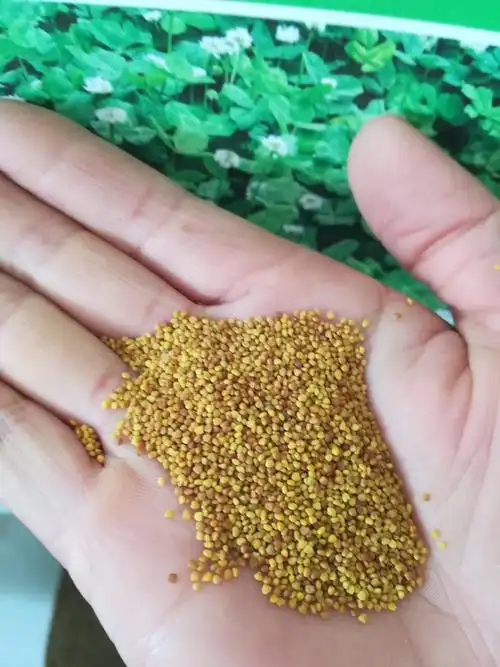 黑麦草草籽图片