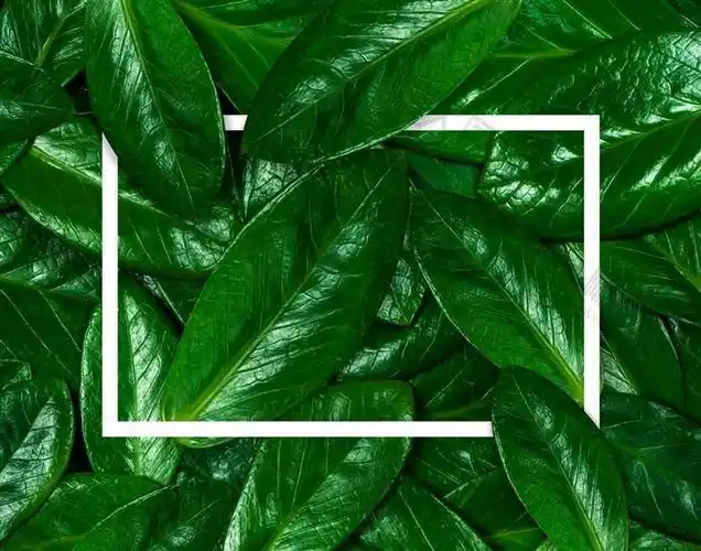 ins风绿色植物叶子背景