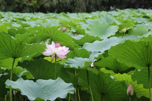 圆圆的荷叶铺满了池塘,高高低低,层层叠叠.粉嫩嫩的荷花探出头来.