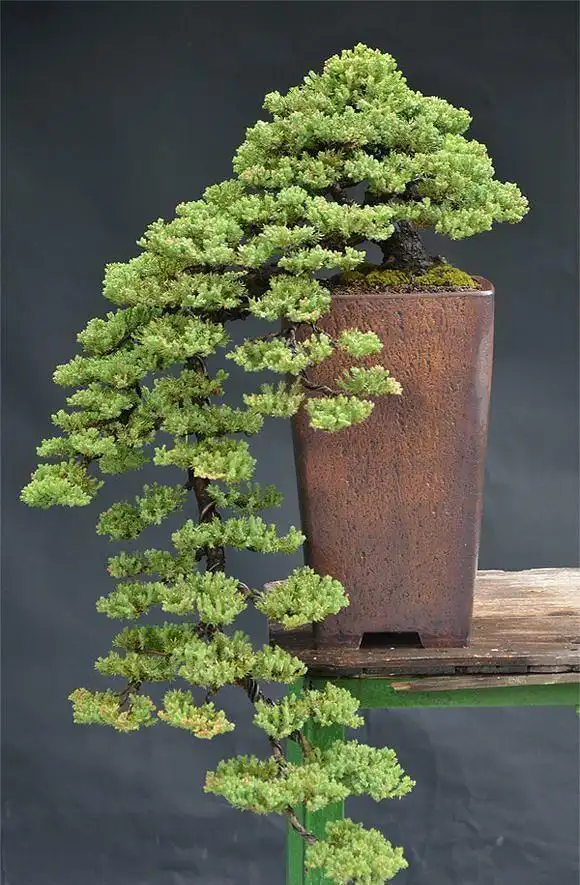 松柏盆景的蟠扎与换盆技巧,简单实用易操作,值得收藏!