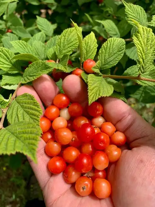毛樱桃@野樱桃 - 大艾斯 - 图虫
