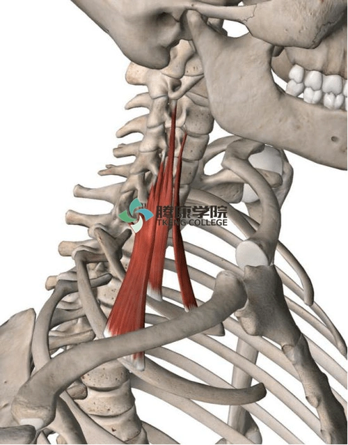 前斜角肌起点:c3~c6横突的前结节止点:第1肋内上缘神经支配:颈神经前