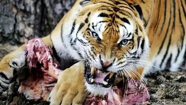 为什么老虎吃人后一定要杀掉?专家警告:不杀后果非常严重!