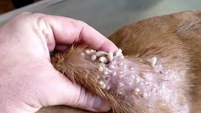 流浪狗身上有大片伤口,里面虫子不停蠕动,一挤数十条喷涌而出-动物