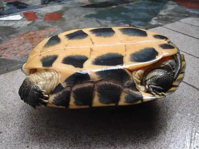 出让石龟种及苗,有意者请联系