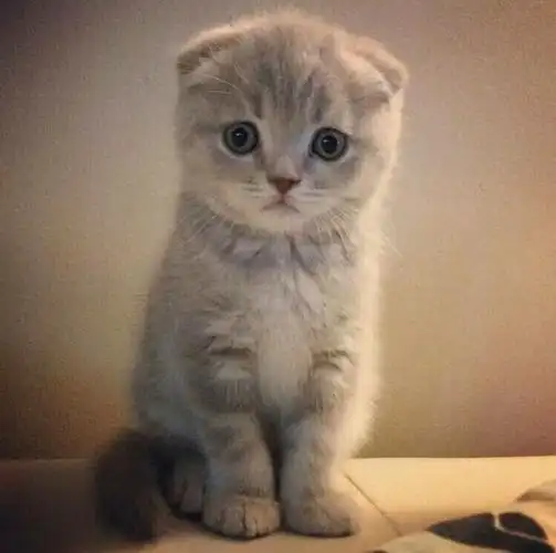 strong>在苏格兰养一只折耳猫价格贵不贵呢,性格特点 /strong>