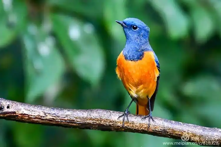 百花岭拍鸟之四十一 蓝额红尾鸲