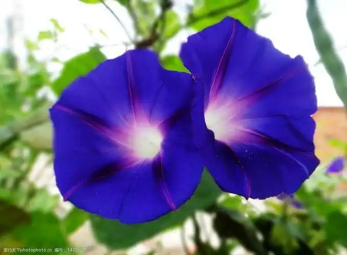 关键词:喇叭花 蓝色花朵 蓝色 牵牛花 花卉 花朵 唯美花朵 植物花朵