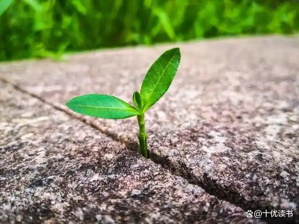 一棵小树苗,弱不禁风,但在顽强地生长过程中,终将成为参天大树.