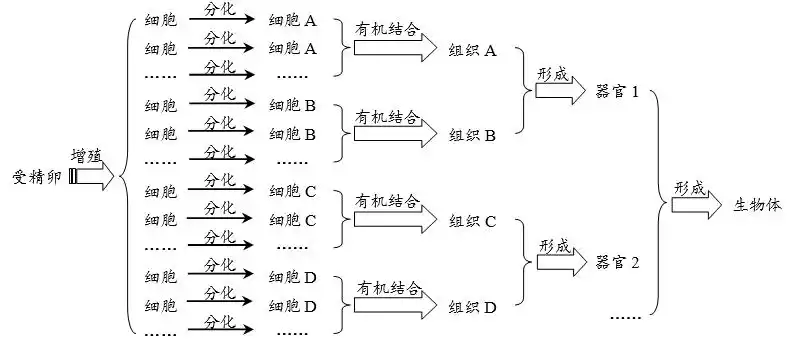 思维导图2019人教版高中生物必修6章第2节细胞的分化附助学清单