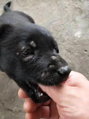 狗狗头上不知道长的什么?