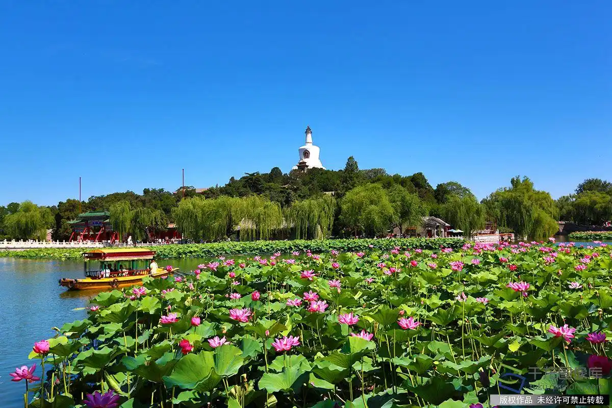 北京图见|荷花映白塔 鱼戏莲叶间