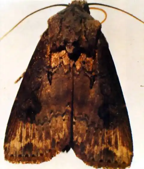 图2-9 大地老虎成虫