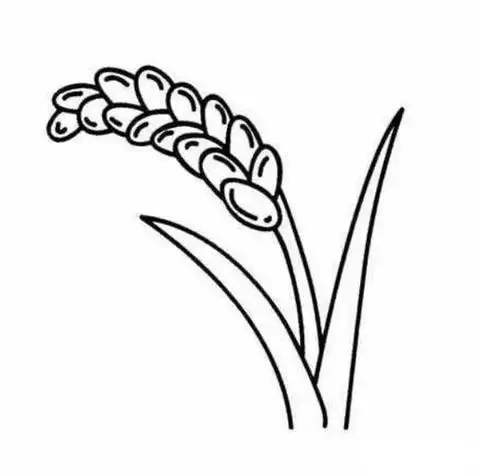 小学简笔画稻谷