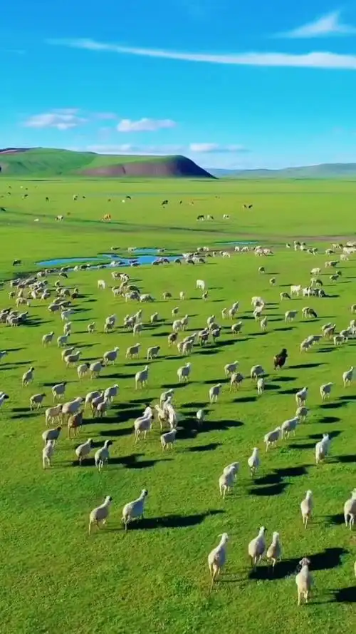 辽阔而静谧的草原,心中完美的撒野地.牛羊做了背景,大地披上了绿毯