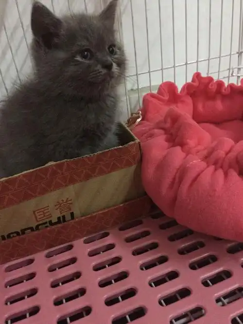 是英短蓝猫呀 追问 觉得qwq它脸有点尖 毛长长的 是因为还太小嘛w