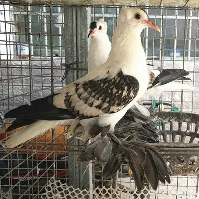 西宁白淑女鸽,黑仙女鸽,观赏鸽品种出售