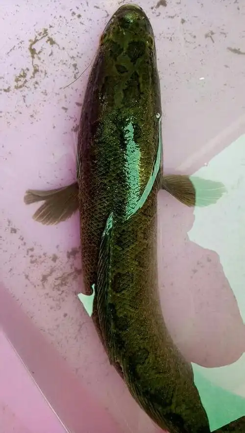 野生黑鱼大老黑