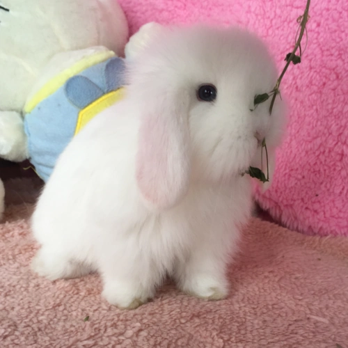 小兔子活物垂耳兔活体网红小宠宠物侏儒小型荷兰兔
