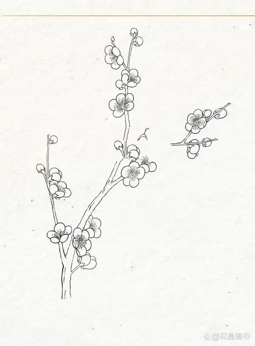 梅花的画法2 | 多角度线稿 |零基础绘画教程 梅花因其在凛冽寒风,飘雪