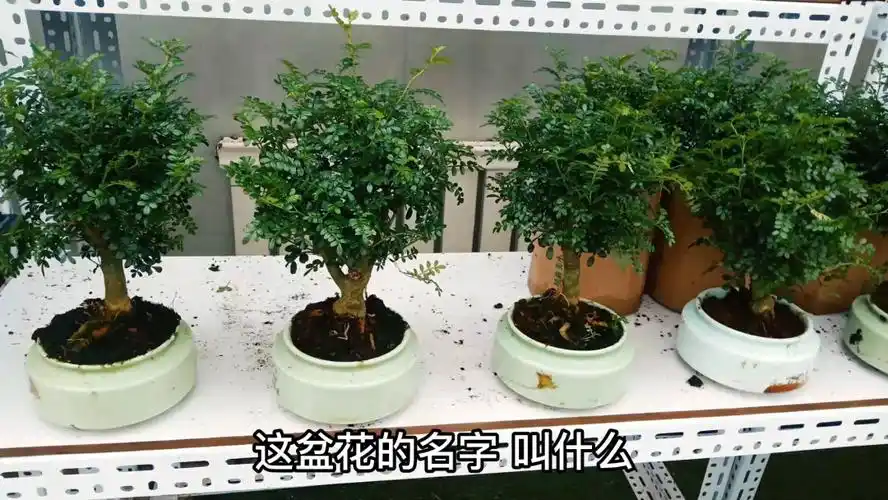 清香木和胡椒木的区别