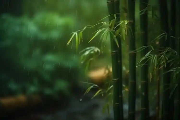 雨季拍摄这几个景物,瞬间变氛围大片