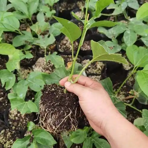 [黄金百香果苗批发]黄金百香果苗 百香果苗 香蜜百香果苗 百香果苗 百