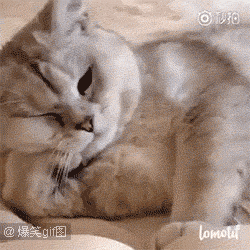 追猫,隔的不是纱也不是山,是玻璃门    进不去,也出不来,这小腿支棱的