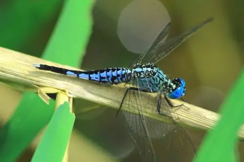 粗腰蜻蜓(锥腹蜻)