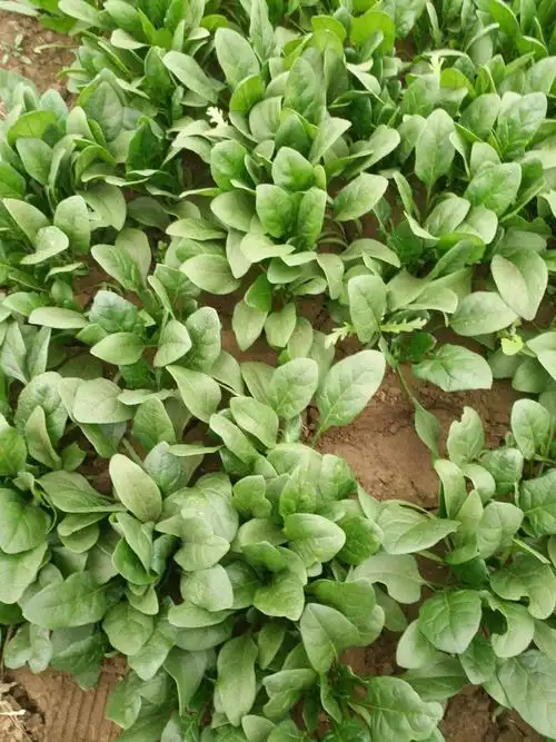 小叶菠菜 菠菜大量现货,有需要的欢迎采购