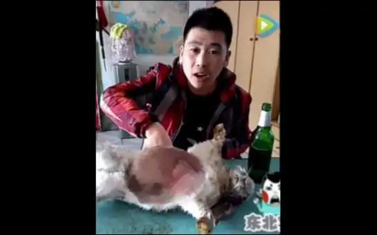 旋风哥挑战生吃兔子 请问您今天要来点兔子嘛?