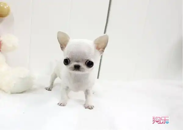 白色吉娃娃北京吉娃娃舍吉娃娃价格有证书cku认证