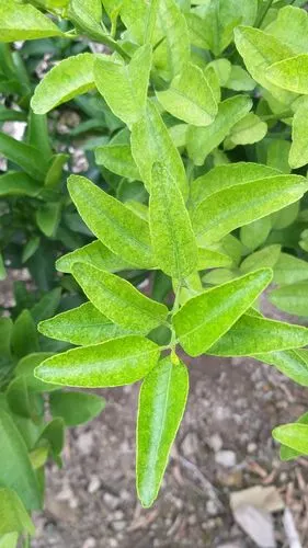 红蜘蛛暴发,叶片受害严重