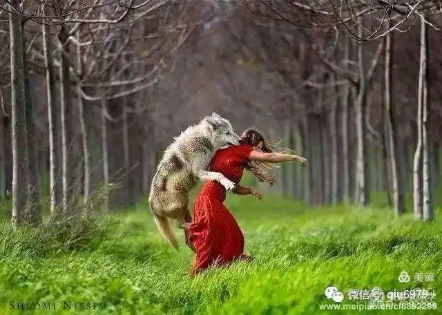 遇见久别的饲养员 动物园一位女饲养员休完产假回来,看照顾的一群狼