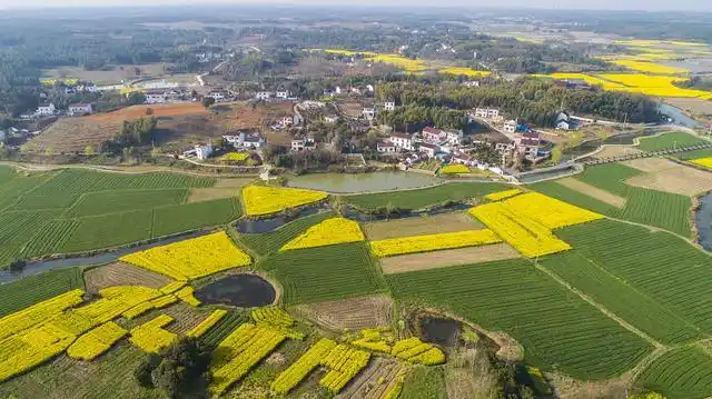 安徽宣城:航拍乡镇油菜花海 美好乡村春意浓
