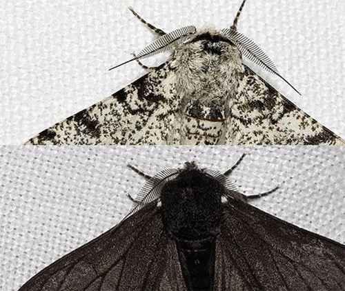 组图:盘点当代进化速度最快的八种生物