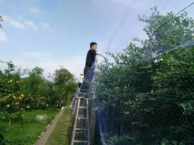 果树组周实训报告——梨树的套袋,葡萄的疏枝,浸膨大剂,蓝莓防鸟网的