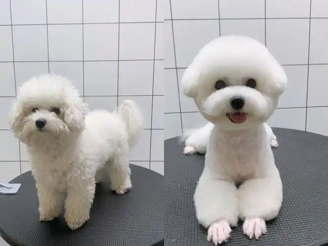 近期各种比熊泰迪造型 #宠物美容造型