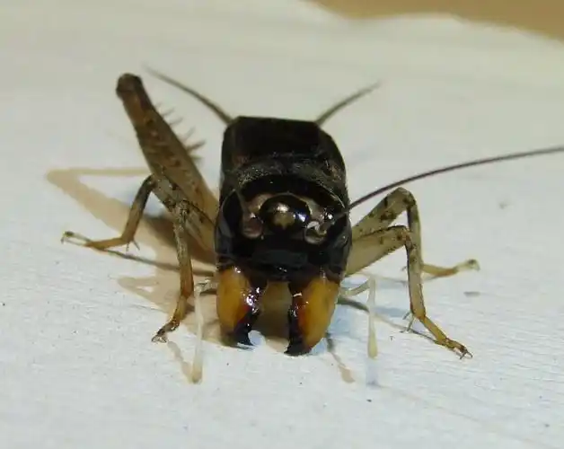 香老之玩虫正道见证蟋蟀顶级硬牙