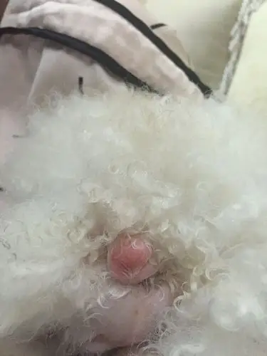 狗狗屁股边上肿了一坨怎么办