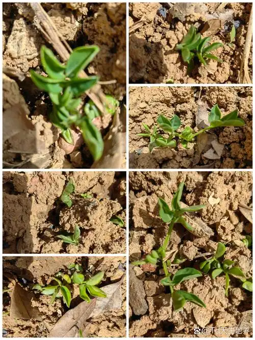 人生就是一直调整自己