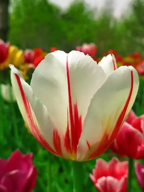 满园的郁金香,竞相开放 不同的颜色不同的浪漫 花香沁人心脾