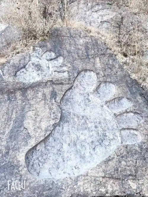 野人谷里未见野人,却见到了野人留下的"大脚印".