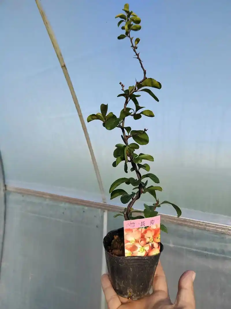 日本木瓜海棠～桦长寿