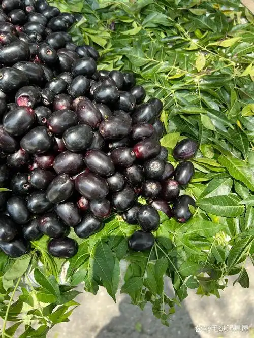 有人知道这是什么水果吗