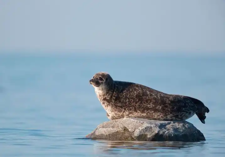 2017年海洋哺乳动物名录上