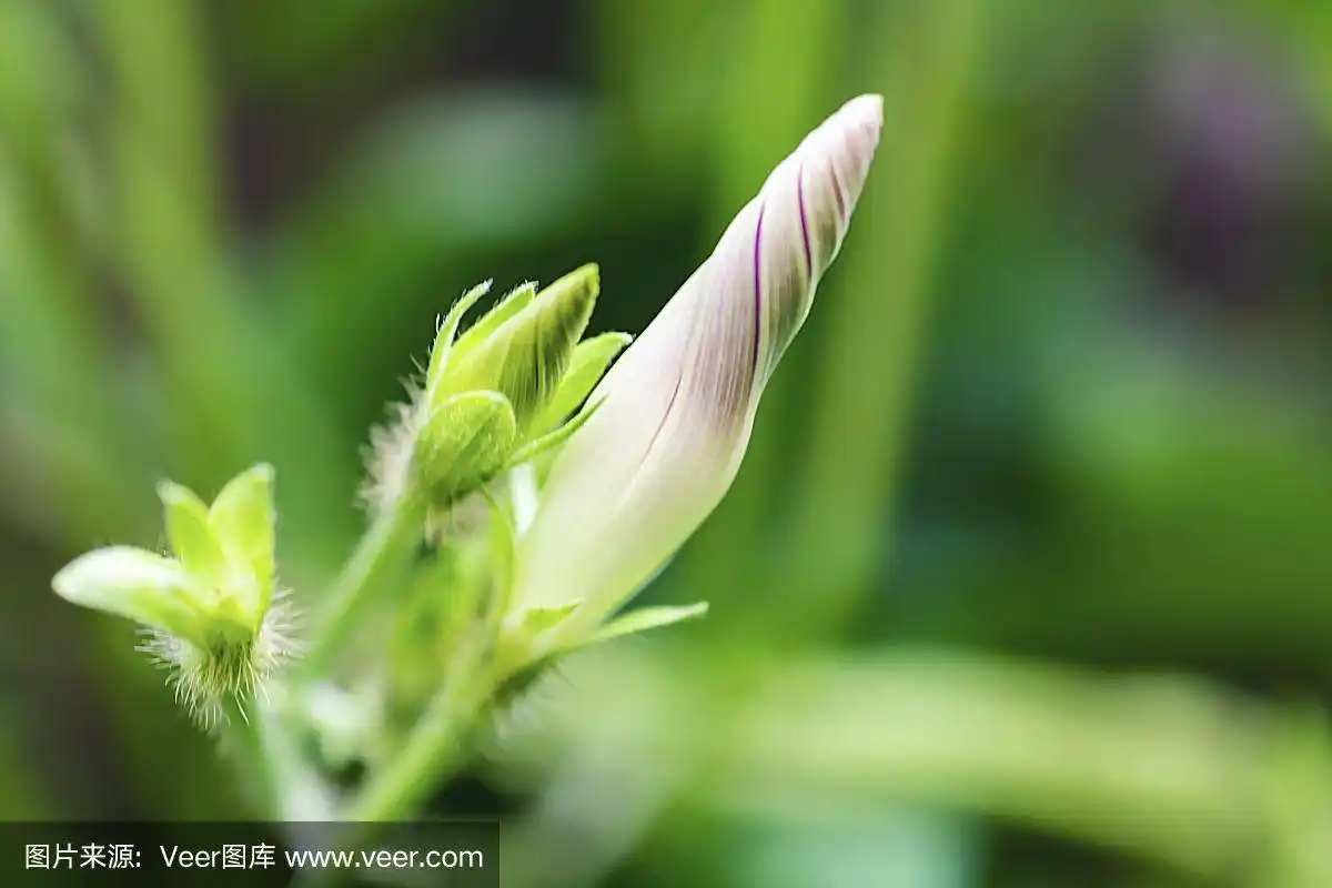近距离观看牵牛花的花蕾.